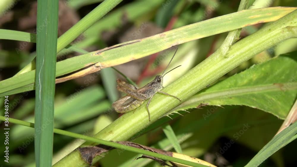 Little Grasshopper chirping by rubbing it's hind legs against it's wings while sitting on a green blade of grass