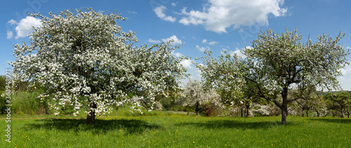 Panorama von bl  henden Apfelb  umen in einem alten Obstgarten mit gr  ner Wiese