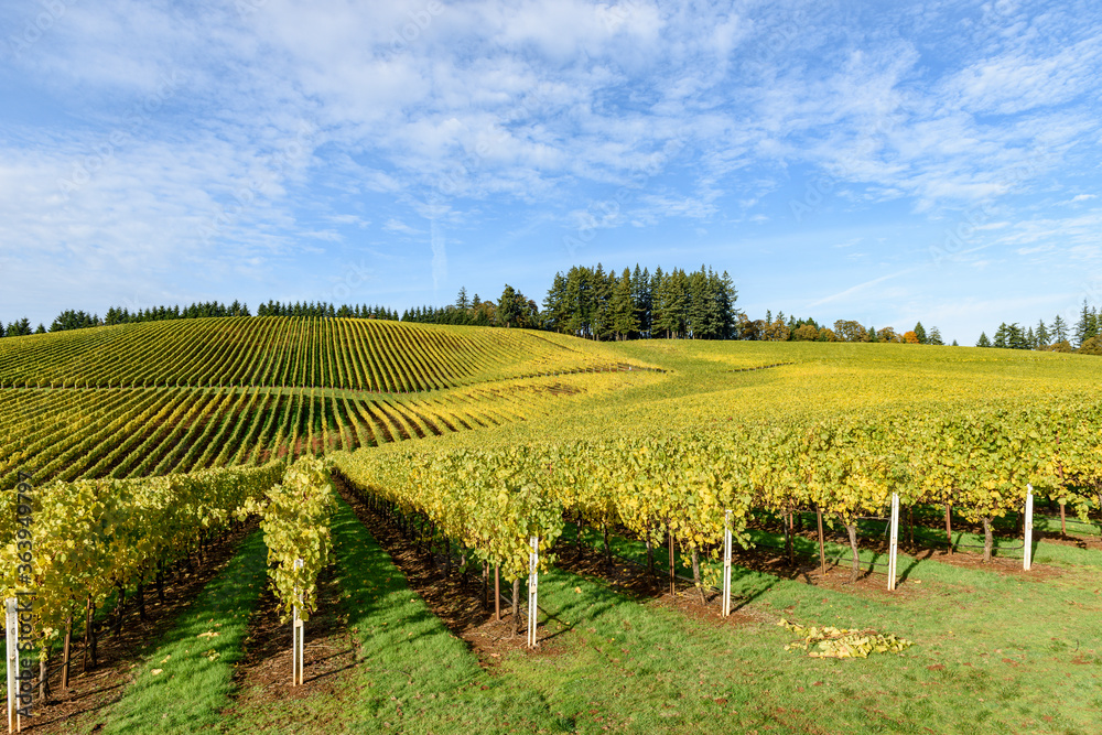Fall Evening Colors of Vineyards in the Mid Willamette Valley, Marion County, Western Oregon