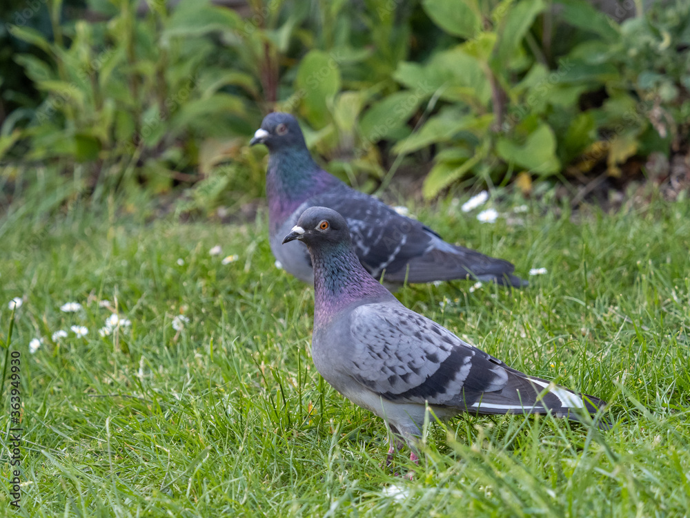 Pigeon in an Urban Garden Pigeon in an Urban Garden