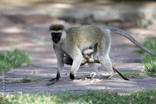 Vervet Monkey in Kenya Africa
