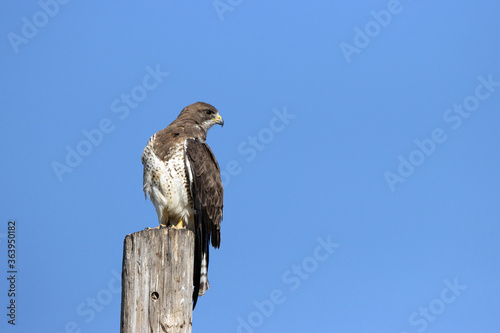 Swainson’s Hawk atop a utility pole in New Mexico