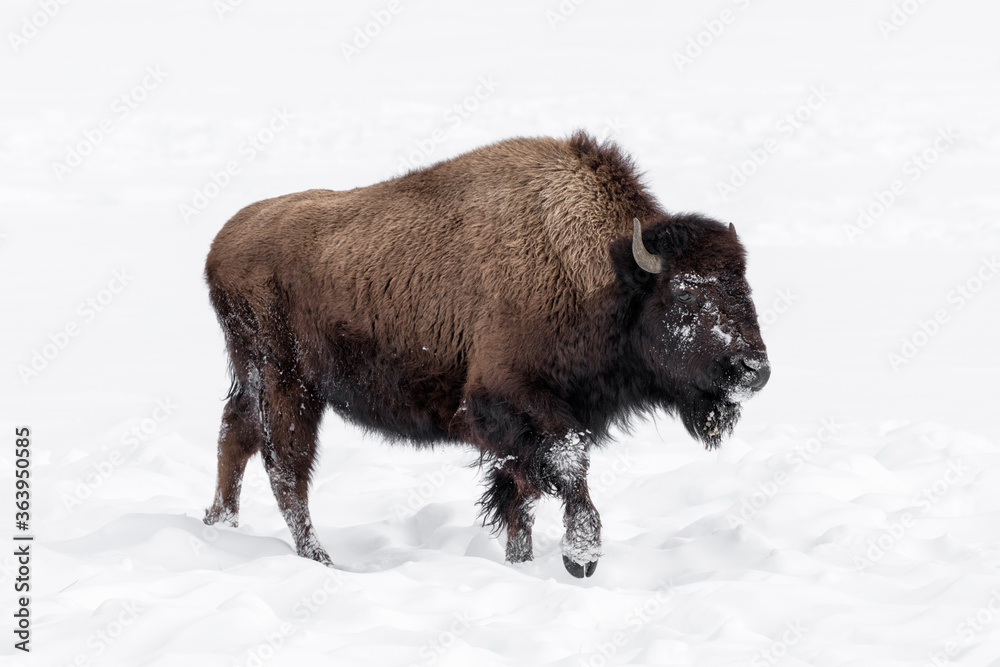 American Bison in winters struggle to survive American Bison in winters struggle to survive