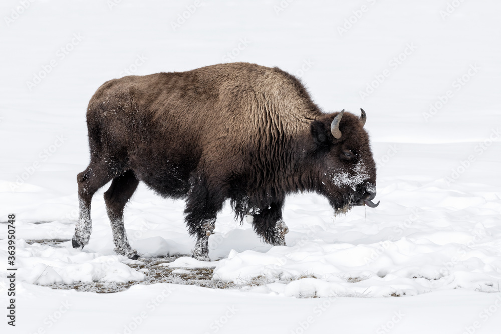 American Bison in winters struggle to survive American Bison in winters struggle to survive