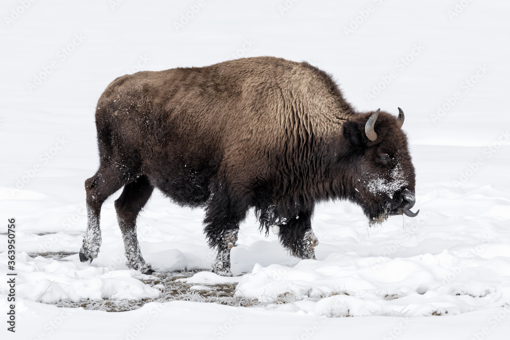American Bison in winters struggle to survive American Bison in winters struggle to survive