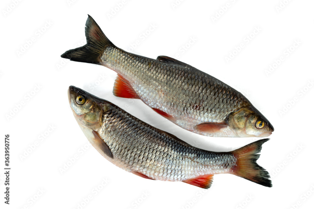 Two chub are located diagonally. Isolated on white background. A common freshwater fish. Two chub are located diagonally. Isolated on white background. A common freshwater fish.