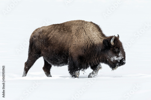 American Bison in winters struggle to survive