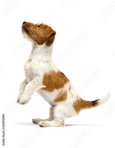 Fototapeta dog standing on its hind legs