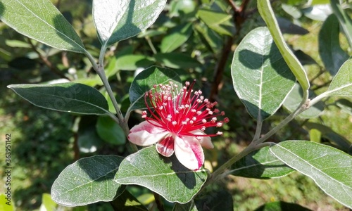 Feijoa tree flower (Acca sellowiana) pineapple guava, guavasteen. Branch with flowers & leaf on feijoa tree close up red exotic fruit flower in tropical orchard. Feijoa tree leaf on garden background
