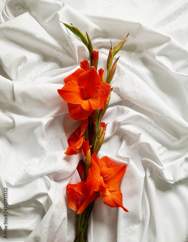 Canvas Print Red gladioli flowers on the bed shot from above