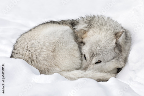 Gray Wolf resting in snow © David