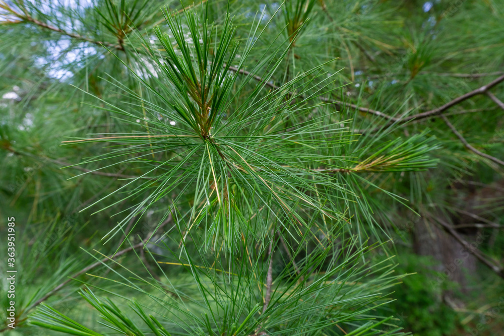 close-up of branches of Pinus parviflora Glauca pine in the woods. Green and silvery pine needles. close-up of branches of Pinus parviflora Glauca pine in the woods. Green and silvery pine needles.