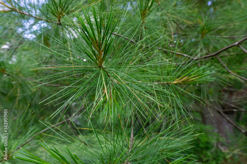 close-up of branches of Pinus parviflora Glauca pine in the woods. Green and silvery pine needles.