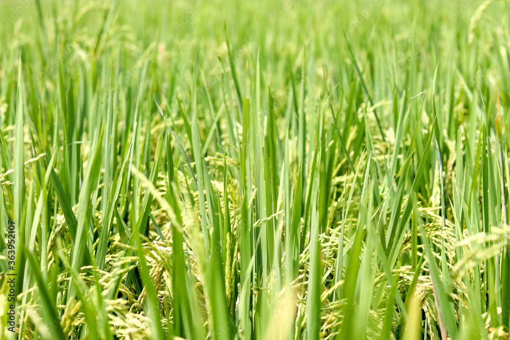 Obraz premium green rice field