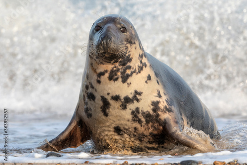 Atlantic Grey Seal female coming ashore