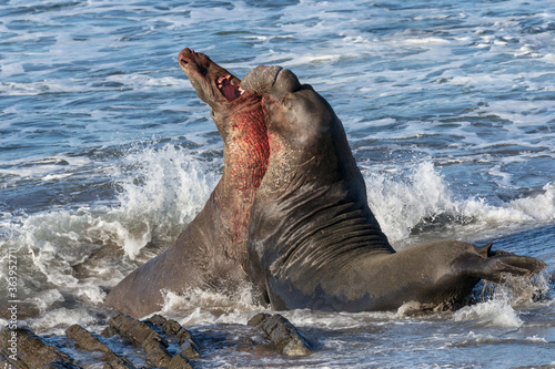 Northern Elephant Seal bulls fighting