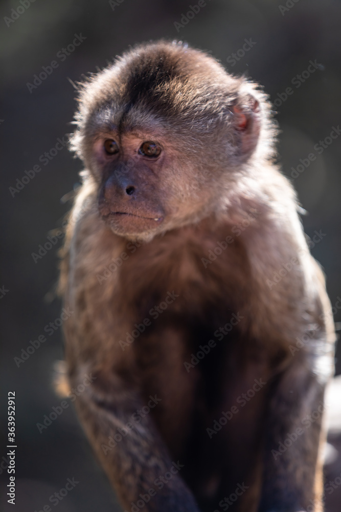Wild monkey in the jungle. South Africa.