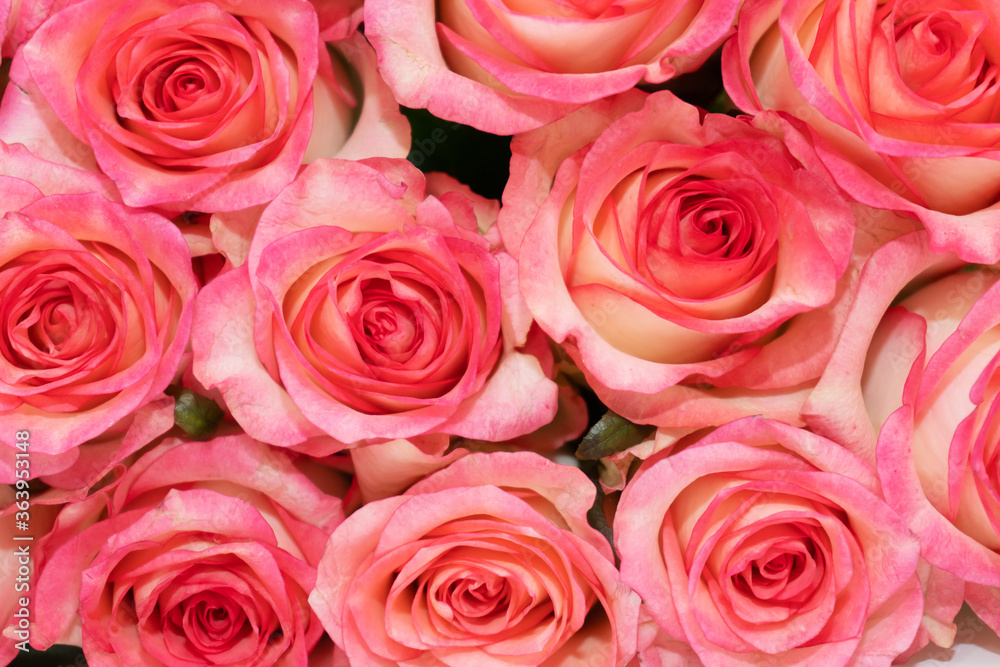Bouquet of fresh flowers from pink-white roses Bouquet of fresh flowers from pink-white roses