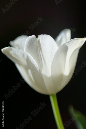 Fototapeta Naklejka Na Ścianę i Meble -  white tulip