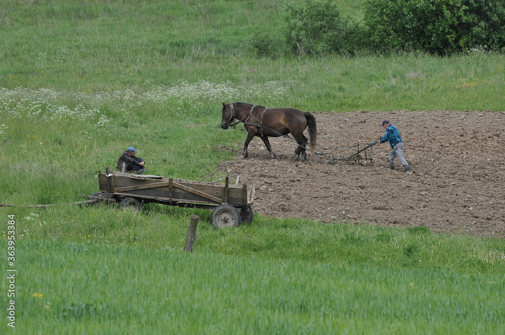 Obraz premium Orka na polu