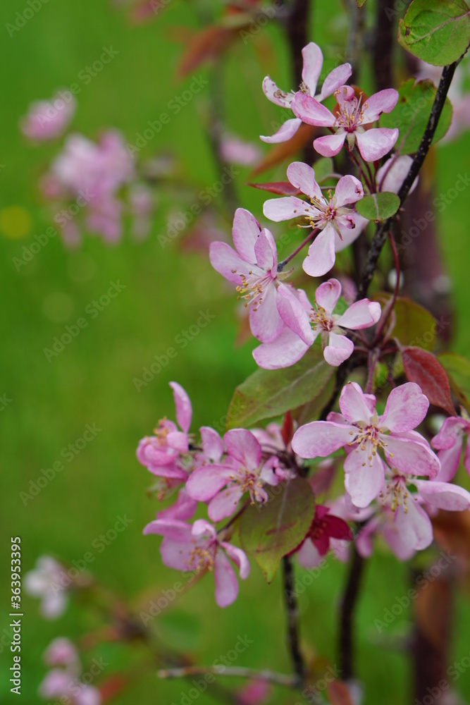 pink tree bloom