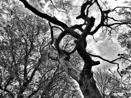Schönes Baum Bild 
