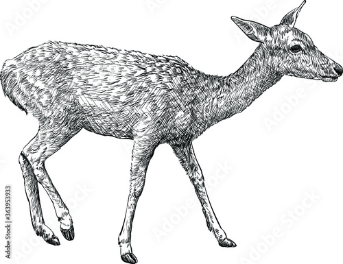 doe deer, hand drawn illustration