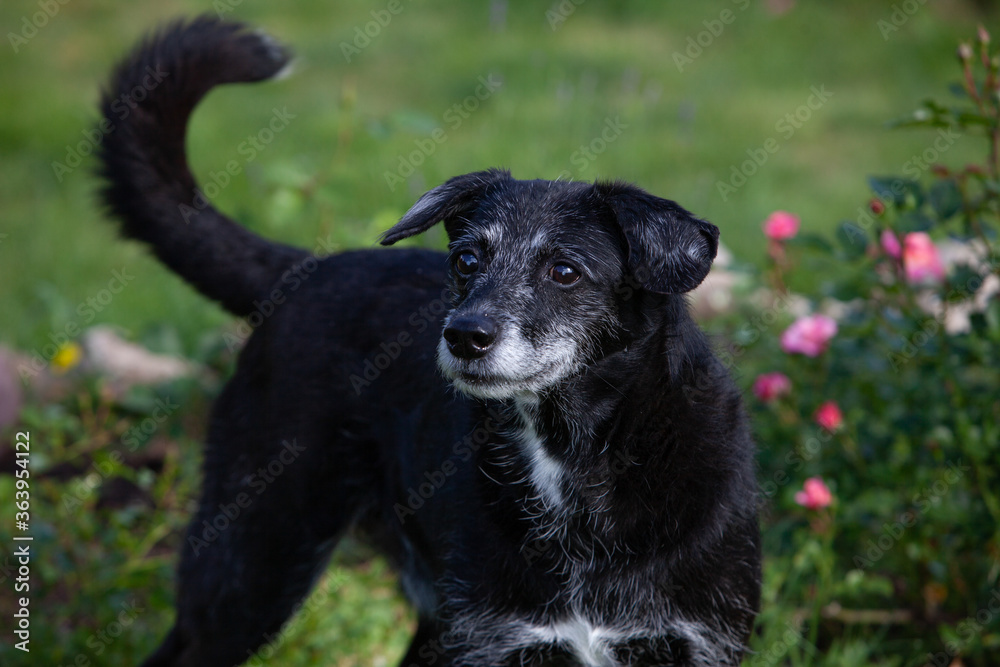 Black coated xolo veteran in the summer garden Black coated xolo veteran in the summer garden