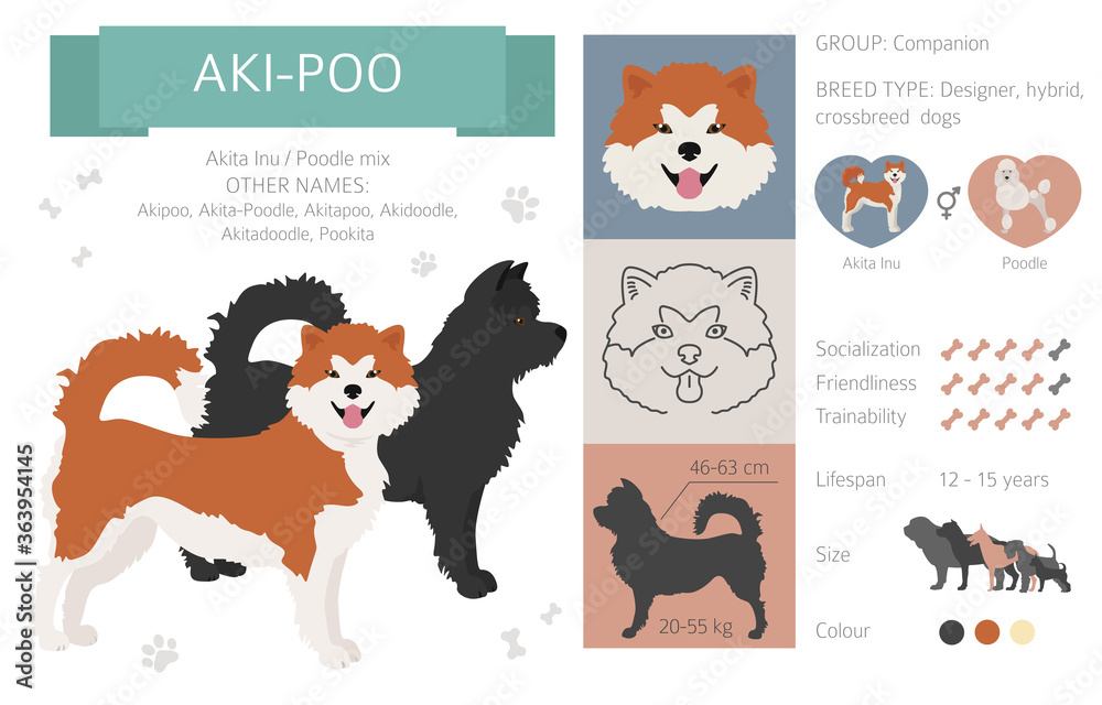 Designer dogs, crossbreed, hybrid mix pooches collection isolated on white. Aki-Poo flat style clipart infographic