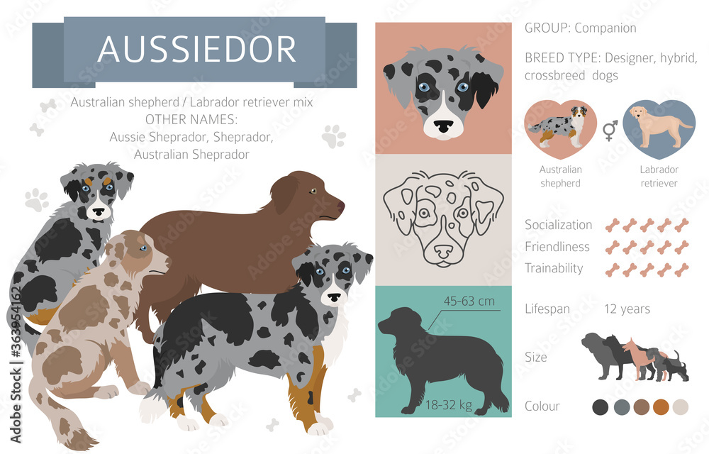 Aussiedor Images – Browse 33 Stock Vectors, and Video |