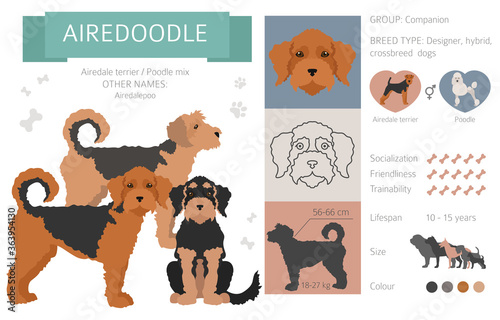 Designer dogs, crossbreed, hybrid mix pooches collection isolated on white. Airedoodle flat style clipart infographic