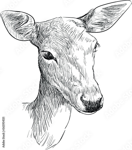 head of a doe deer 