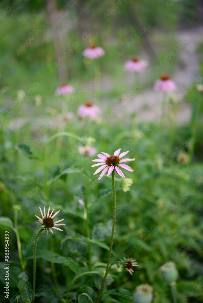 Echinacea, flowers in the garden