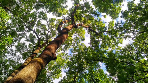 Fraxinus excelsior. Bottom view of two tall beautiful ash trees photo