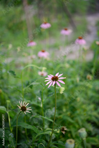 Echinacea  flowers in the garden