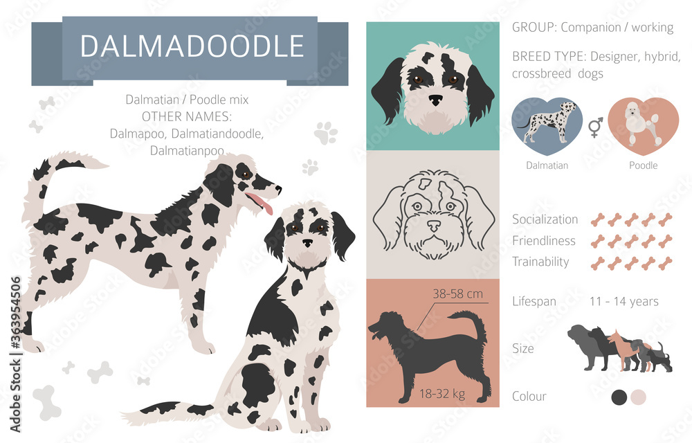 Designer dogs, crossbreed, hybrid mix pooches collection isolated on white. Dalmadoodle flat style clipart infographic