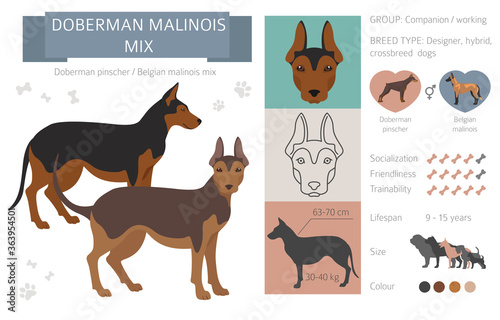 Designer dogs, crossbreed, hybrid mix pooches collection isolated on white. Doberman malinois mix flat style clipart infographic