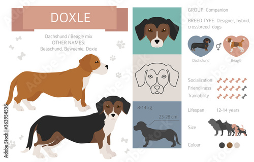 Designer dogs, crossbreed, hybrid mix pooches collection isolated on white. Doxle flat style clipart infographic