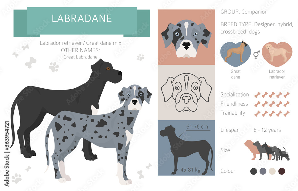 Designer dogs, crossbreed, hybrid mix pooches collection isolated on white. Labradane flat style clipart infographic