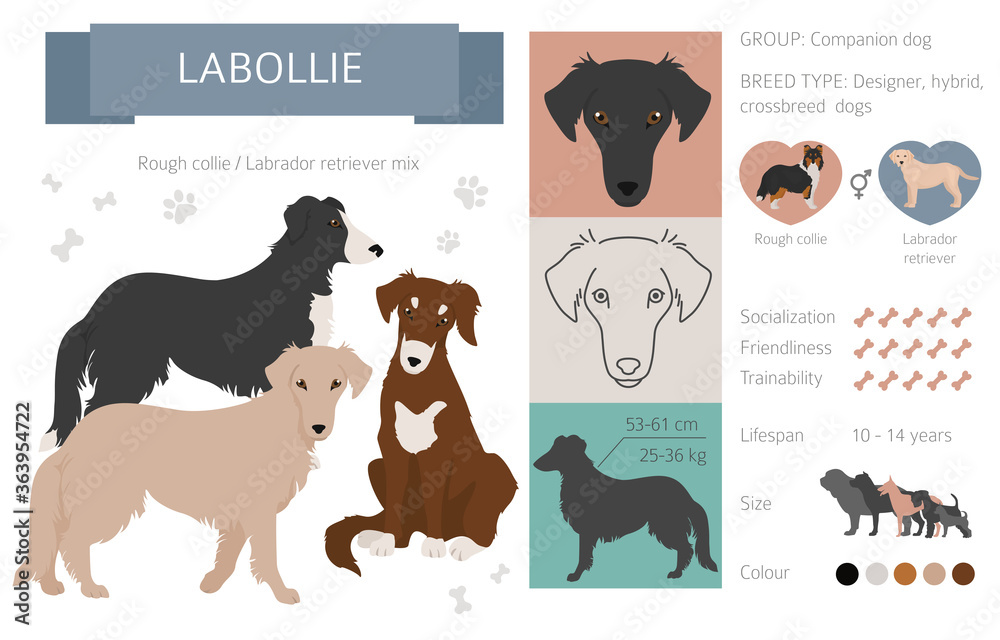 Designer dogs, crossbreed, hybrid mix pooches collection isolated on white. Labollie flat style clipart infographic