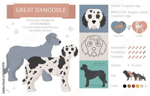 Designer dogs, crossbreed, hybrid mix pooches collection isolated on white. Great danoodle flat style clipart infographic