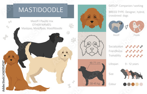 Designer dogs, crossbreed, hybrid mix pooches collection isolated on white. Mastidoodle flat style clipart infographic