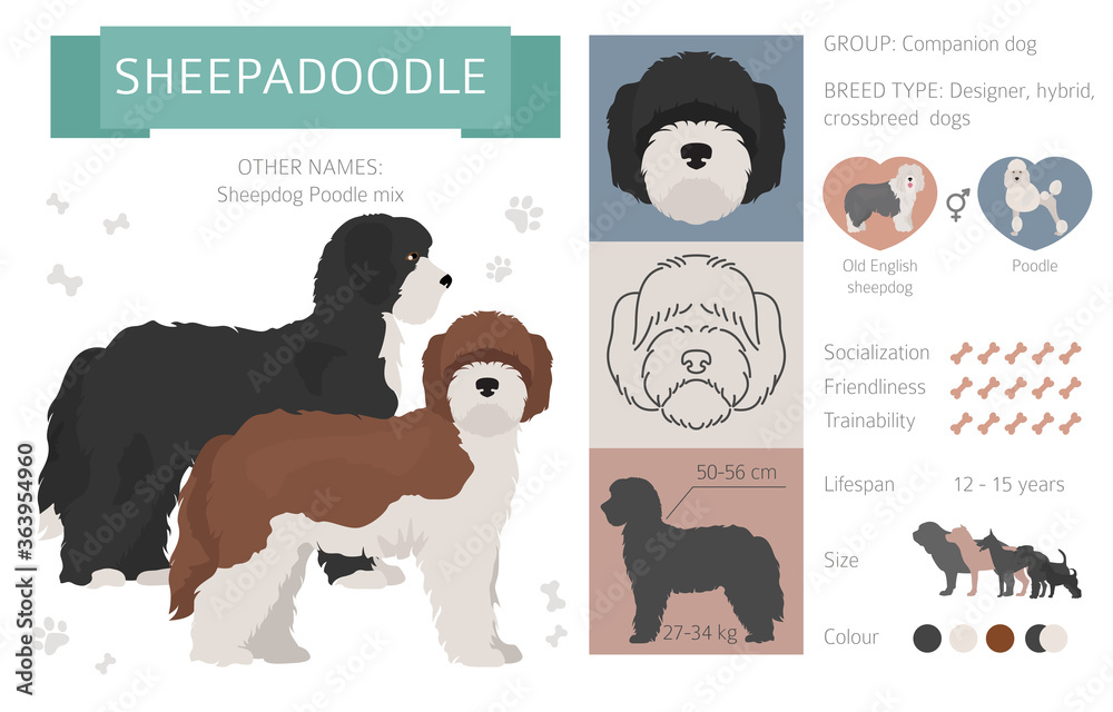Designer, crossbreed, hybrid mix dogs collection isolated on white. Flat style clipart set
