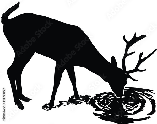 Deer drinks water
A young male deer drink from a peaceful lake
