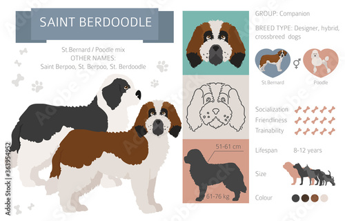 Designer dogs, crossbreed, hybrid mix pooches collection isolated on white. Saint berdoodle flat style clipart infographic