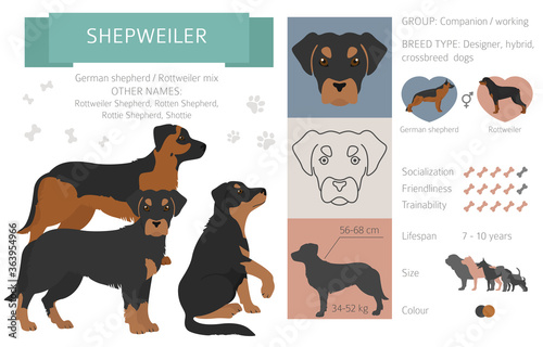 Designer dogs, crossbreed, hybrid mix pooches collection isolated on white. Shepweiler flat style clipart infographic