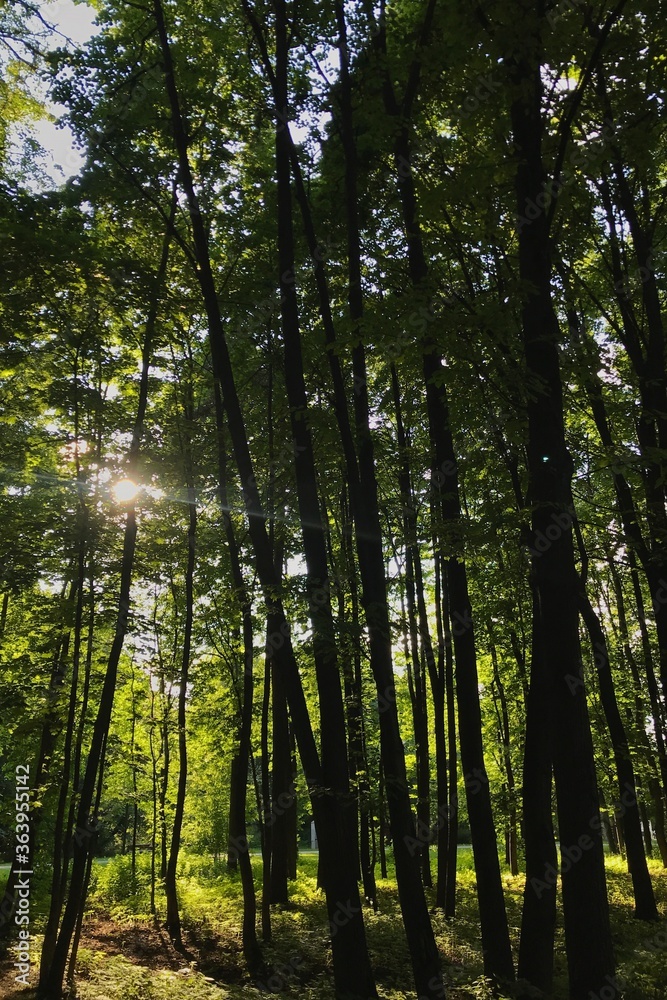 the sun's rays pass through the trees in the forest the sun's rays pass through the trees in the forest