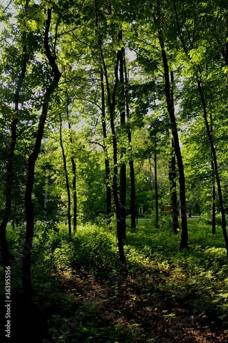 Fototapeta Naklejka Na Ścianę i Meble -  the sun's rays pass through the trees in the forest