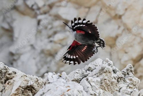 Mountain flying jewel, flying arround a rock looking for beetles and other bugs. Grey bird with red wings. Palava Hills, Czech Republic. Wallcreeper, Tichodroma muraria. photo