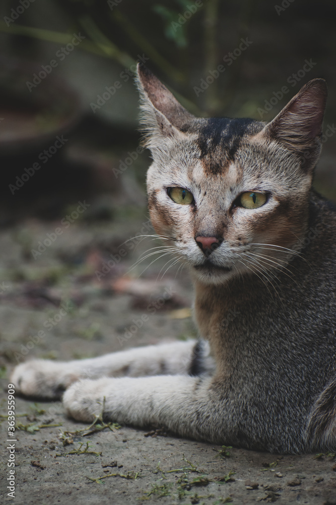 Obraz premium portrait of a cat